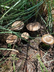 Fungi