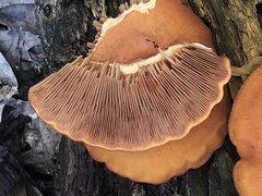 Gymnopilus luteus