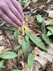 Erythronium americanum