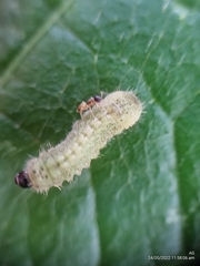 Euchrysops cnejus cnejus