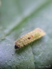 Euchrysops cnejus cnejus
