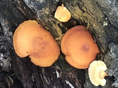 Gymnopilus luteus