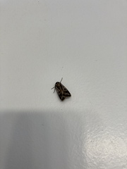 Noctuinae