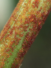 Synchytrium australe