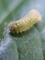 Euchrysops cnejus cnejus