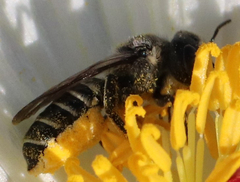 Megachilinae