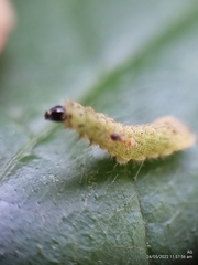 Euchrysops cnejus cnejus