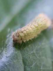 Euchrysops cnejus cnejus