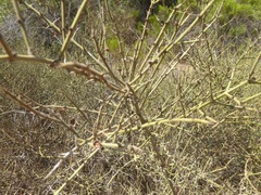 Adolphia californica