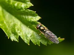 Melanostoma mellinum