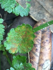 Synchytrium australe