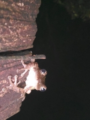 Osteopilus septentrionalis