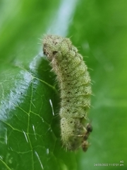 Euchrysops cnejus cnejus