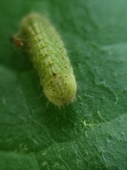 Euchrysops cnejus cnejus