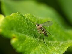 Sciaroidea