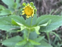 Heliopsis helianthoides