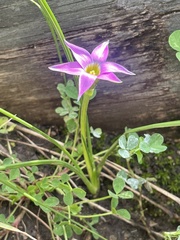 Romulea