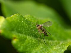Sciaroidea