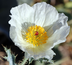 Argemone polyanthemos