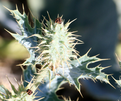 Argemone polyanthemos