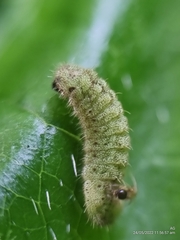 Euchrysops cnejus cnejus