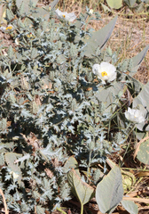 Argemone polyanthemos