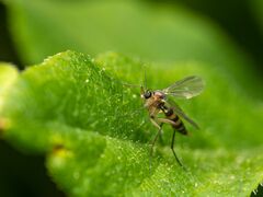 Sciaroidea