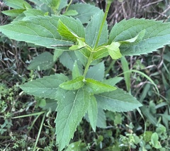 Heliopsis helianthoides