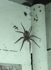 Dolomedes tenebrosus