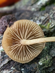 Simocybe
