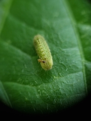 Euchrysops cnejus cnejus
