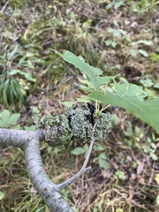 Callirhytis quercuspunctata