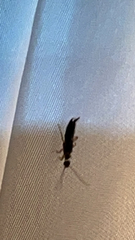 Euborellia annulipes