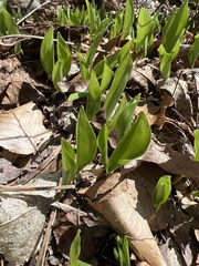 Maianthemum canadense