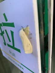 Spilarctia subcarnea