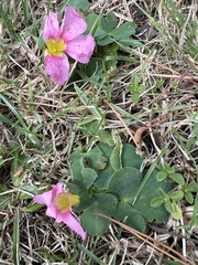 Oxalis purpurea