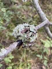 Callirhytis quercuspunctata
