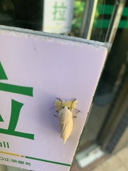 Spilarctia subcarnea