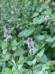 Mentha aquatica