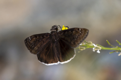 Erynnis