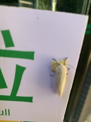 Spilarctia subcarnea