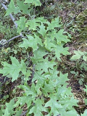 Callirhytis quercuspunctata