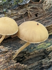 Simocybe