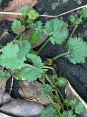 Synchytrium australe