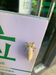 Spilarctia subcarnea