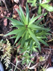 Leucopogon fasciculatus