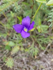 Gentianopsis detonsa