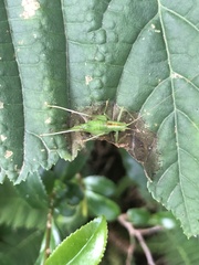 Tettigoniopsis