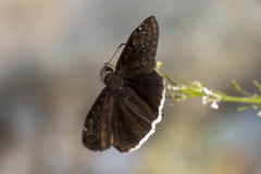Erynnis