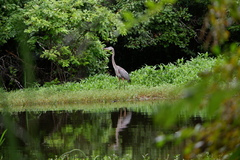 Ardea herodias herodias